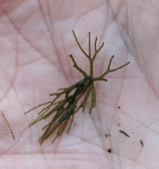 Ceratophyllum echinatum