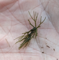 Ceratophyllum echinatum