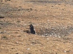 Spheniscus magellanicus