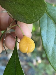 Pittosporum ferrugineum