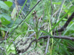 Galearis rotundifolia