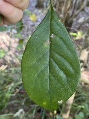 Pittosporum ferrugineum