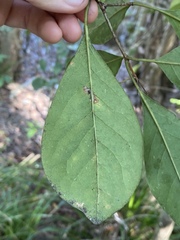 Pittosporum ferrugineum