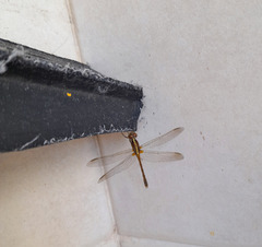 Erythrodiplax nigricans