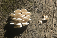 Pleurotus pulmonarius