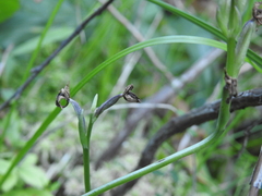 Galearis rotundifolia