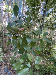 Pittosporum ferrugineum