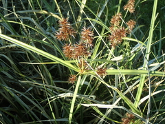 Cyperus lucidus