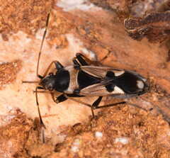 Raglius confusus