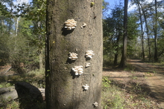 Pleurotus pulmonarius