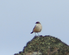 Muscisaxicola capistratus