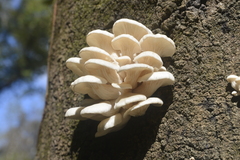 Pleurotus pulmonarius