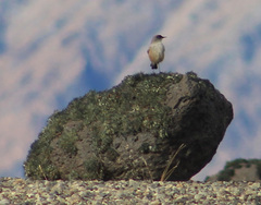 Muscisaxicola capistratus