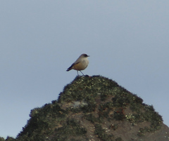 Muscisaxicola capistratus