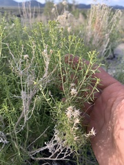 Chrysothamnus viscidiflorus viscidiflorus