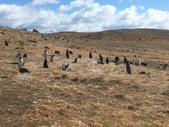 Spheniscus magellanicus