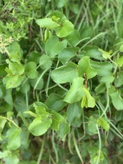 Muehlenbeckia adpressa