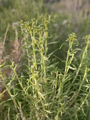 Chrysothamnus viscidiflorus viscidiflorus