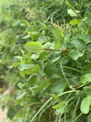 Muehlenbeckia adpressa