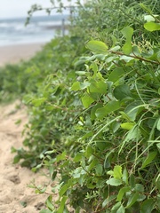 Muehlenbeckia adpressa