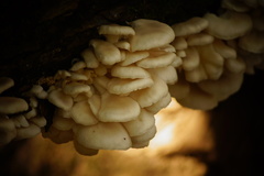 Pleurotus pulmonarius