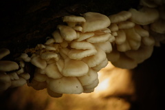 Pleurotus pulmonarius
