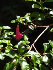 Fuchsia microphylla