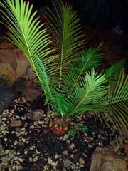 Cycas panzhihuaensis