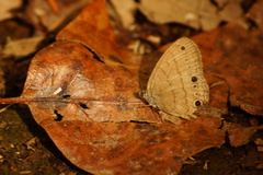 Hermeuptychia intricata