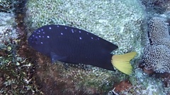 Microspathodon chrysurus