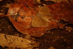 Hermeuptychia intricata