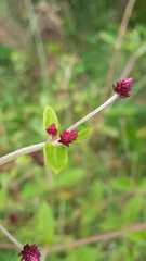 Alternanthera porrigens