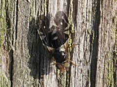 Aciura coryli