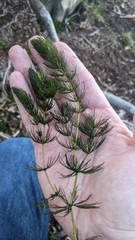 Ceratophyllum echinatum