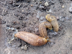 Limacus