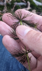 Ceratophyllum echinatum