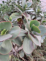 Cotyledon orbiculata
