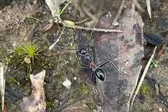 Camponotus intrepidus