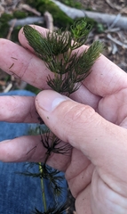 Ceratophyllum echinatum