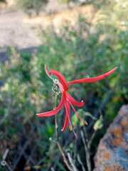 Anisacanthus quadrifidus
