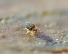 Sminthurinus elegans