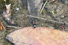 Camponotus intrepidus