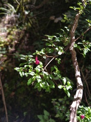 Fuchsia microphylla