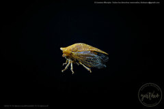 Alchisme banosiensis