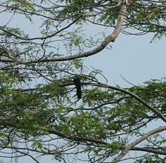 Turacoena manadensis