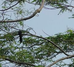 Turacoena manadensis