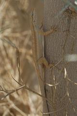 Long-Tailed Brush Lizard photo 4