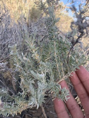 Tetradymia canescens