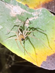 Cheiracanthium canariense