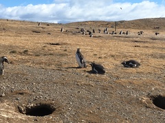 Spheniscus magellanicus